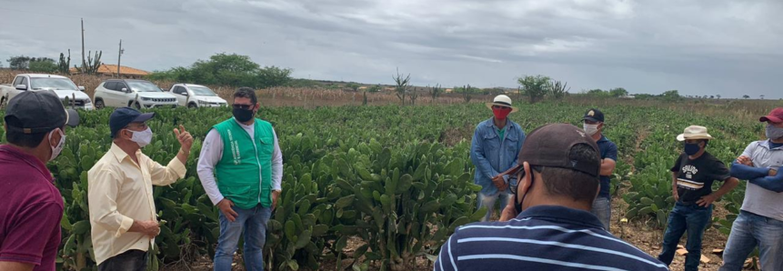 Produtores participam de Dia de Campo sobre manejo da palma forrageira