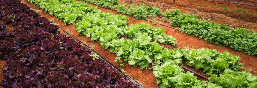 Produtores de grãos e de alface participam de levantamento de custos do Campo Futuro