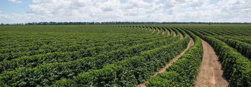 Ministério da Agricultura aumenta percentual de subvenção do seguro rural para o café