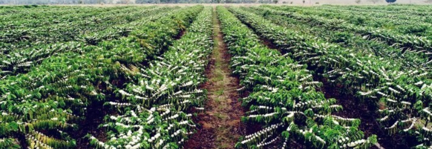 Cafeicultores de Mato Grosso buscam capacitação para melhorar resultados