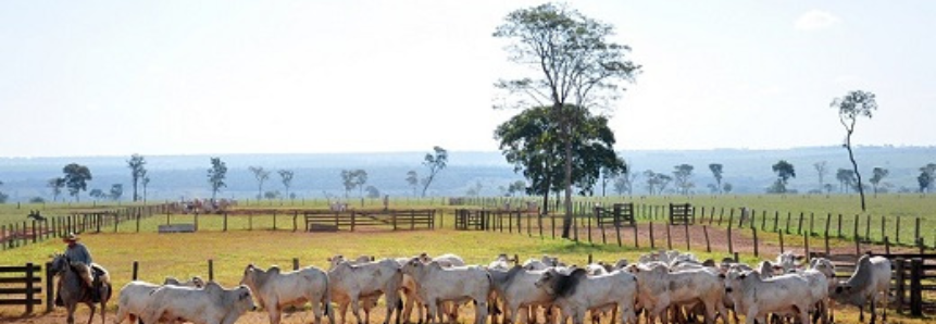 Agropecuária é um dos setores mais impactados pelas atuais propostas da Reforma Tributária