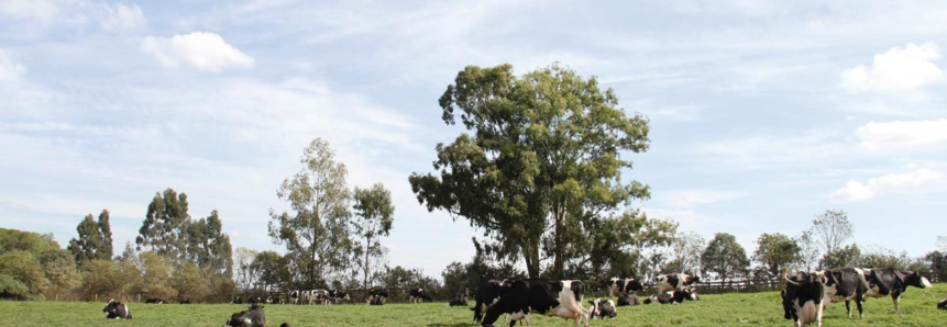 Ciência e indicadores garantem bem-estar animal no campo