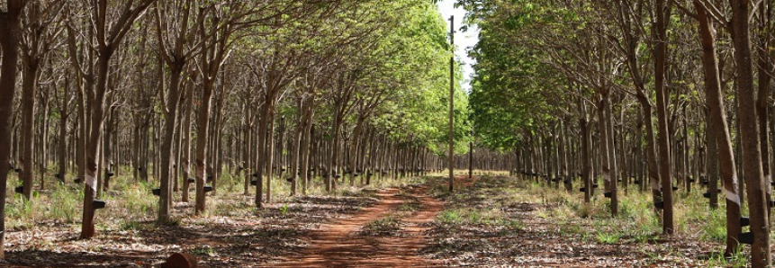 Presente em 29 municípios de MS, heveicultura diversifica produção e gera benefícios socioambientais