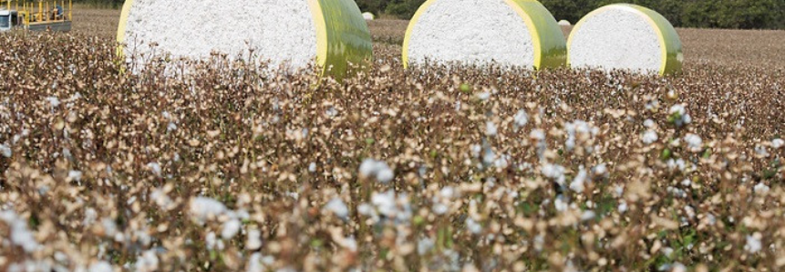 Projeto Campo Futuro analisa sistemas produtivos em Mato Grosso do Sul e Paraná