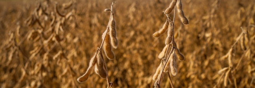 Campo Futuro levanta custos de produção em quatro estados