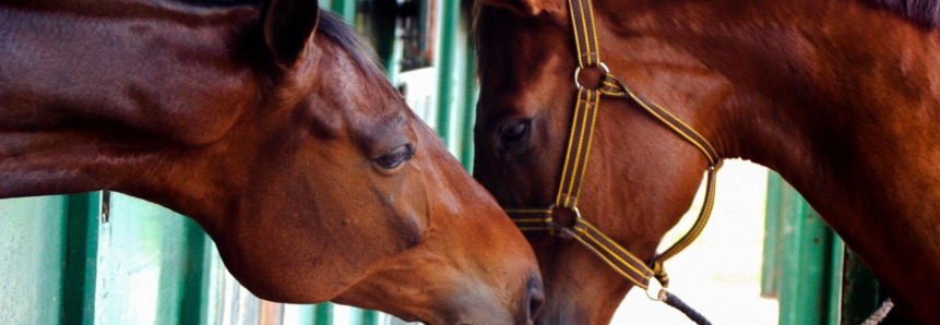 Cavalo de alto desempenho nutricional e emocional é o resultado da pastagem de qualidade