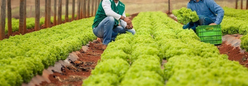 Senar ensina como calcular o lucro da propriedade rural