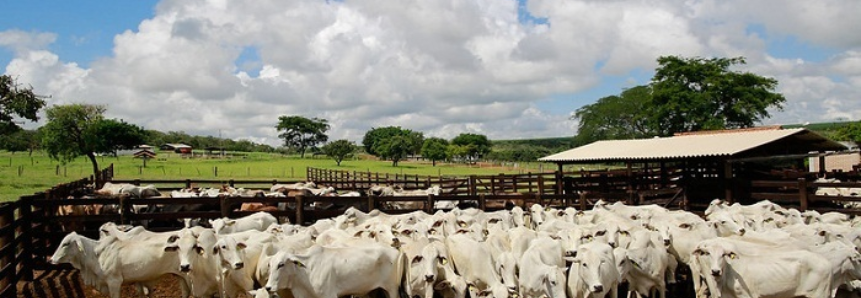 CNA mostra benefícios da rastreabilidade bovina para a gestão da propriedade rural