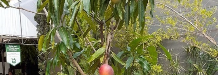 Já pensou em plantar frutas em vasos? Senar/MS oferece capacitação para cultivo de espécies em pequenos recipientes