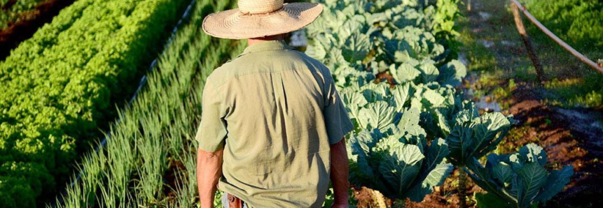 Durante o inverno, incidência de pragas é reduzida e rendimento das hortas em MS pode chegar a 90%