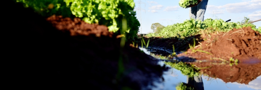 Horticultores atendidos pelo Senar MS obtêm lucratividade superior a 50%