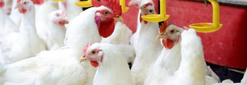 Exportações de carne de frango no estado têm alta de 50% no 1º trimestre de 2020