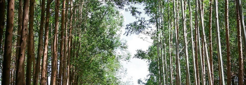 Para CNA, a sustentabilidade deve ser considerada serviço ambiental