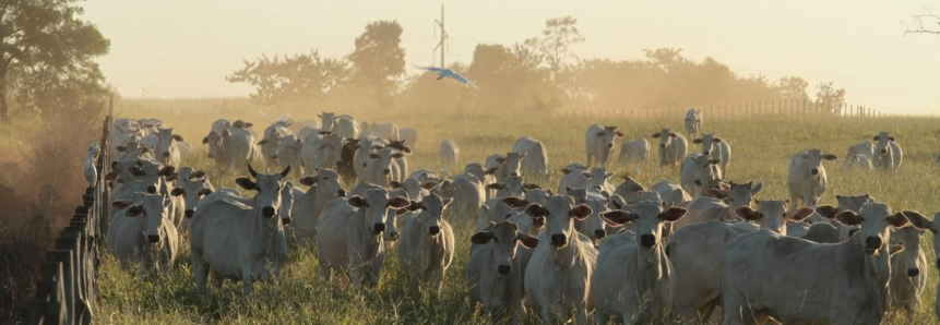 PNEFA: Status de livre de febre aftosa sem vacinação vai potencializar o mercado de proteína animal do MS