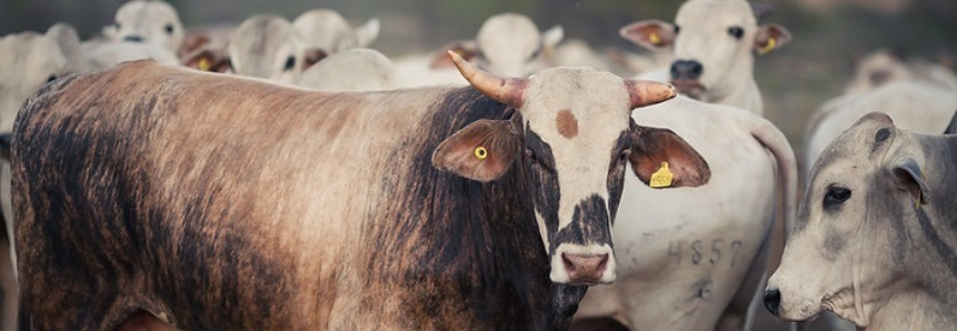 Senar participa de projeto com foco na produção sustentável de carne e soja