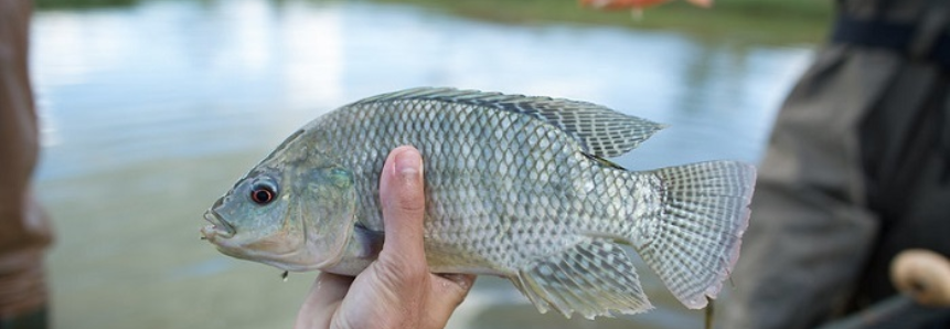 CNA debate ações para promover exportação de pescado