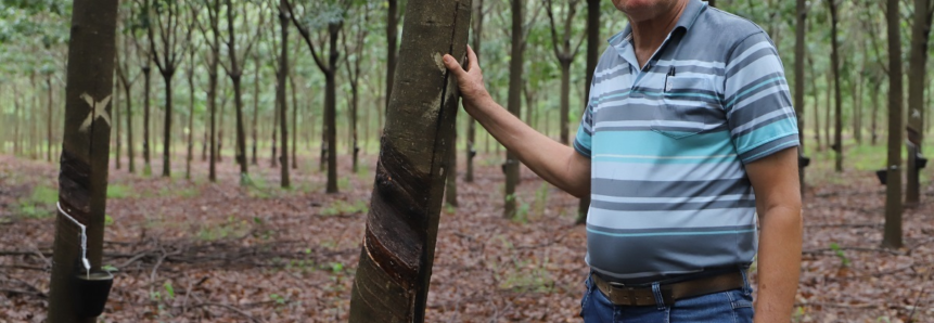 Transformando Vidas: em um ano, propriedade atendida pelo ATeG MS triplica produção de seringueiras