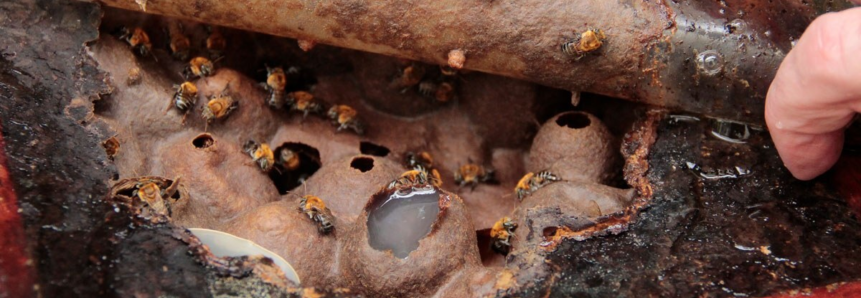 Com apoio do SENAR-PR, meliponicultura decola no Paraná