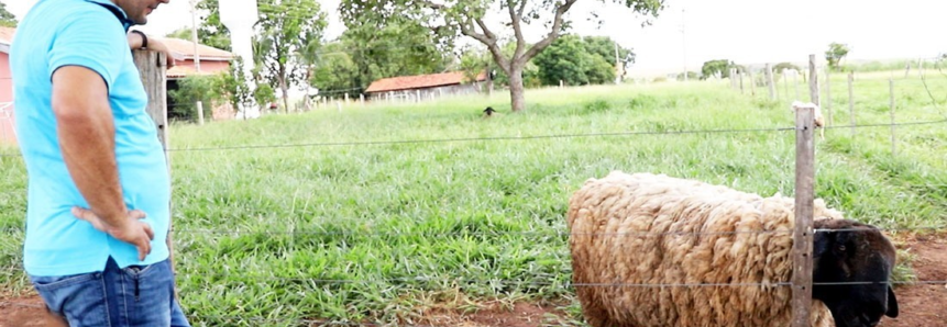 Com assistência do Senar/MS, produtor de Três Lagoas supera mortalidade de ovinos e aumenta produtividade em apenas 8 meses