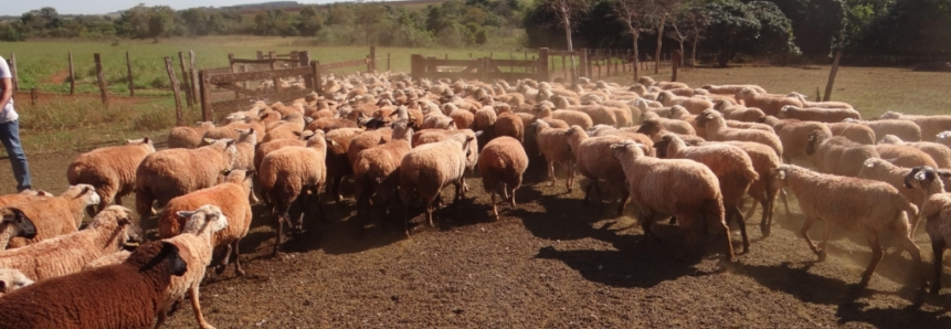 Volume de ovinos abatidos em 2019 cresce 26,68% em Mato Grosso do Sul