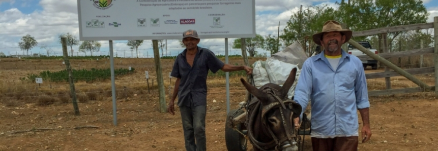 Produtores familiares recebem raquetes do programa Forrageiras para o Semiárido