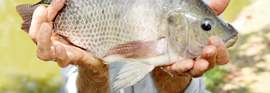 Manejo adequado no verão é caminho para produção de qualidade e sabor indiscutível do peixe