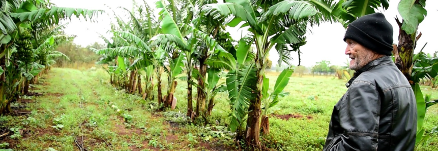 Bons frutos: com Assistência Técnica e Gerencial do Senar/MS, produtor de banana melhora manejo e já planeja ampliar área