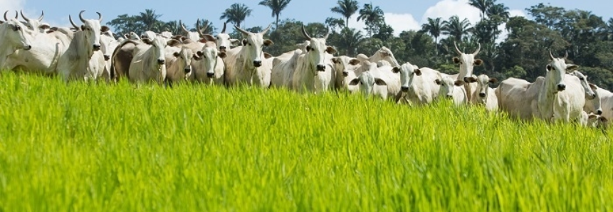 Adoção de tecnologias de baixa emissão de carbono beneficia Cerrado e produtor