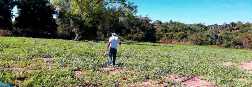 Após Curso do SENAR produtor rural aumenta sua renda