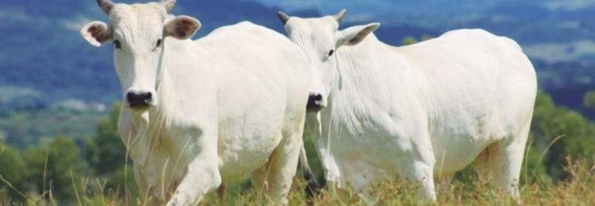 Surto de raiva expõe necessidade de vacinar o rebanho no PR