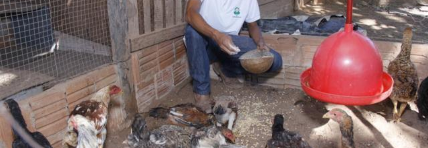 Curso de Manejo de Frango de Corte realizado pelo SENAR melhora renda de produtor em Almas
