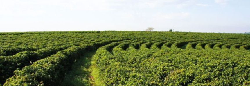 Clima faz quebra da safra de café chegar a 30% no PR