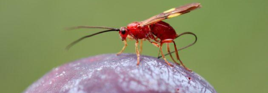 Congresso discute controle biológico na fruticultura