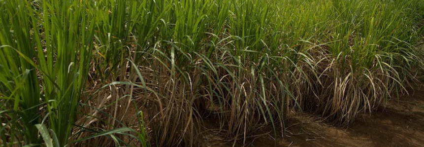 Campo Futuro encerra semana com levantamento de custos de cana em Alagoas