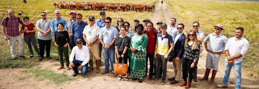 Representantes de embaixadas conhecem sistema produtivo integrado de soja, arroz e pecuária de corte