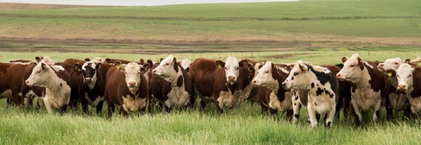 Projeto Agrobrazil visita propriedades rurais que são referência em produção sustentável