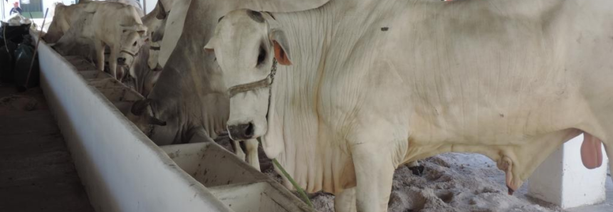 Feira Agropecuária movimenta o agronegócio sergipano