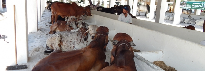 7ª Feira Agropecuária começa dia 19 de março no Parque de Exposições