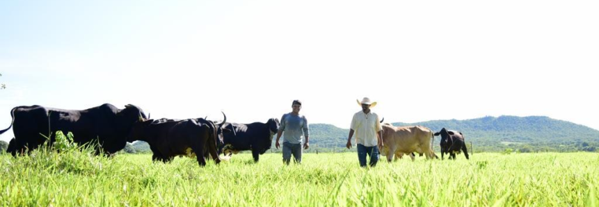 Com sucessão familiar e foco nos objetivos, produtor reduz o rebanho em 50% e duplica a produção de leite