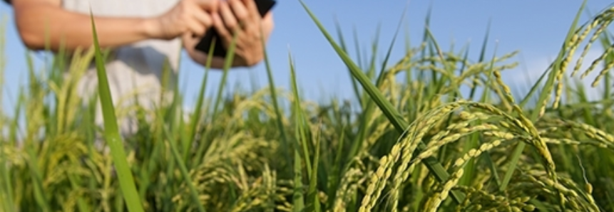 Curso técnico em Agronegócio gera oportunidades no mercado