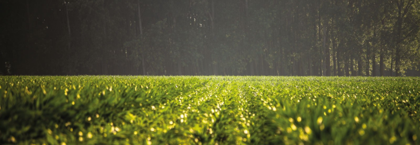 Adversidades climáticas impulsionam mercado de seguro rural