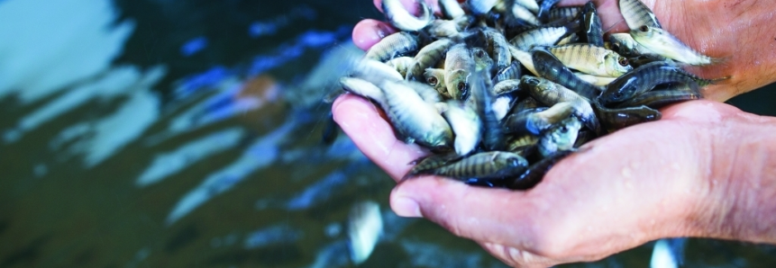 Campo Futuro levanta custos da aquicultura no Paraná