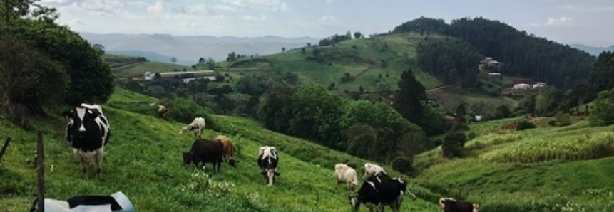 Produtores de leite de Santa Catarina aumentam a produção em 20%