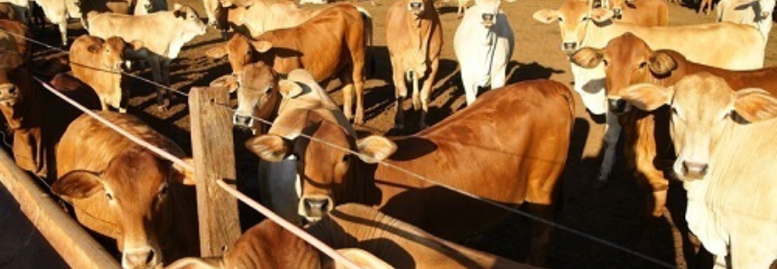 Senepol lança programa de certificação da carne