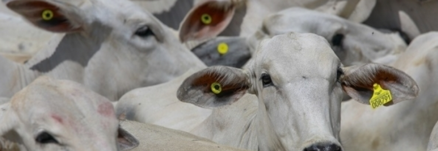 CNA lança Sistema de Rastreabilidade de Carnes em Paris