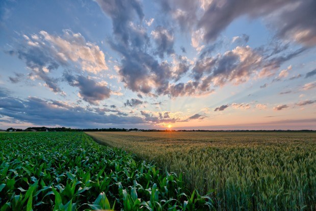 Agricultura Linda G