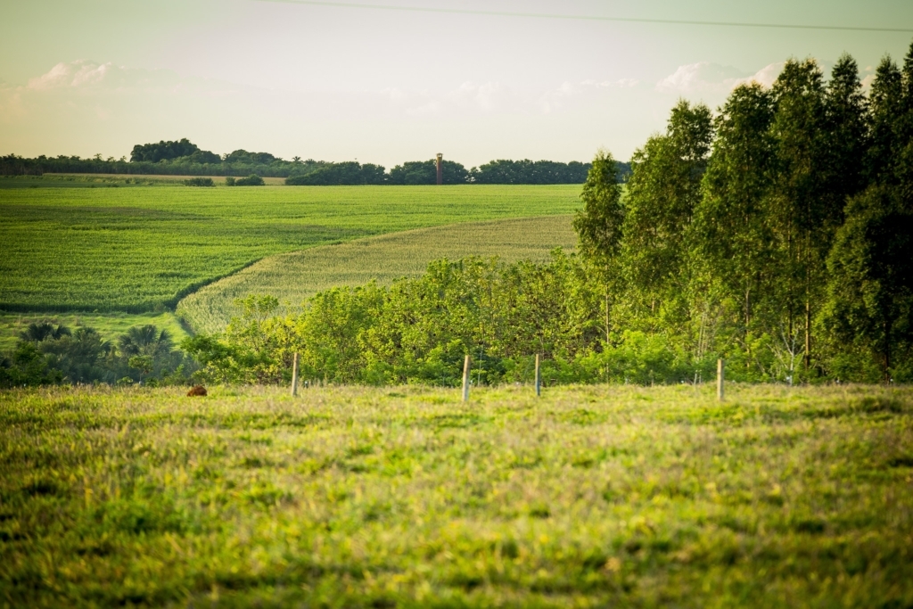 Campo1