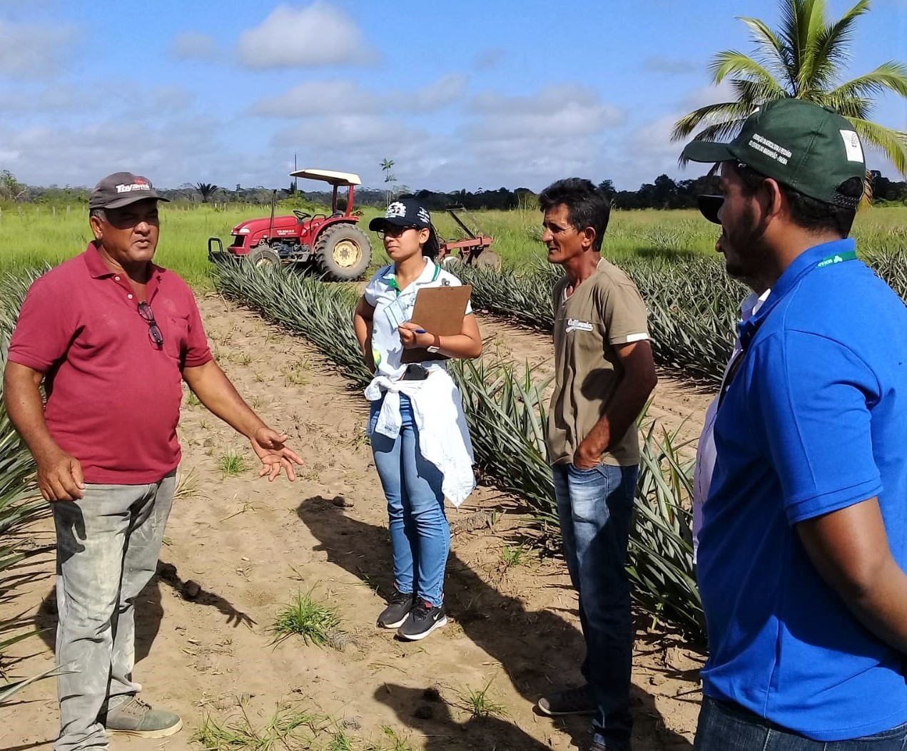 Curso abacaxi 27