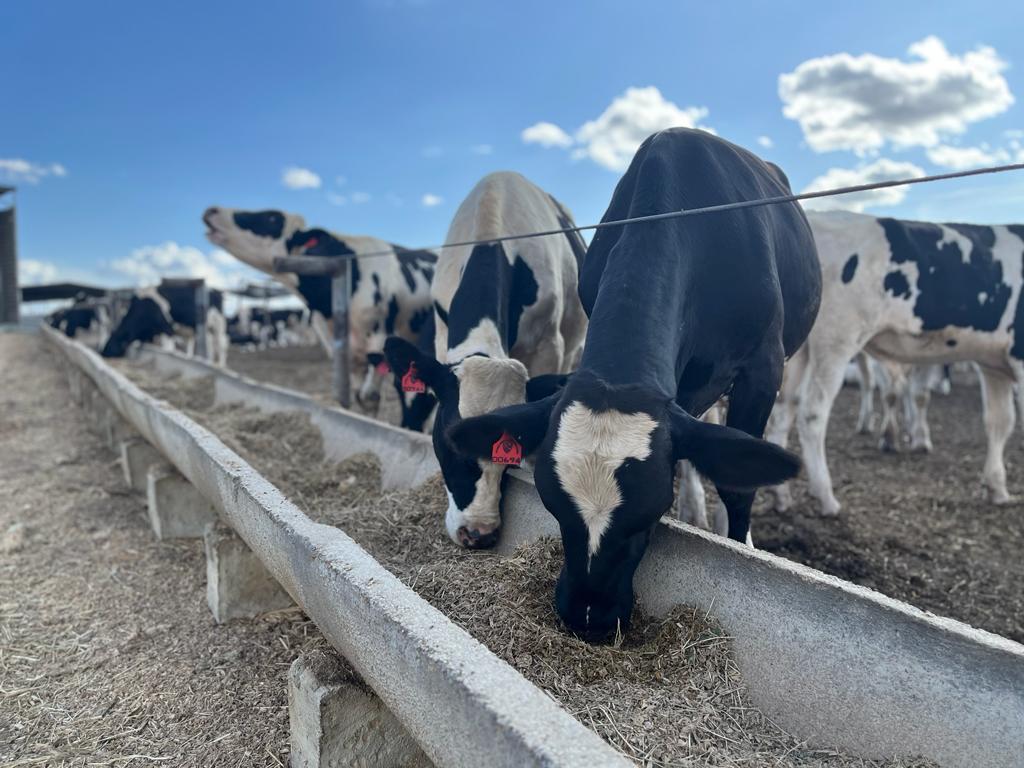 Projeto Campo Futuro realiza levantamento dos custos da produção de leite em Sergipe