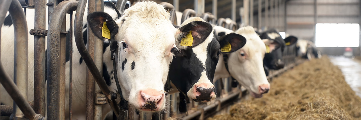 Planejamento forrageiro contribui para a gestão eficiente na pecuária de leite